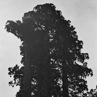 Chance Peña - Blackbird загрузить