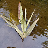 Dj Medmessiah - Dahon Lungs (Feat. Trvmata, Cjpak & Paulo) загрузить