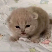 Двузер - Parent Issues загрузить