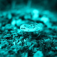 Flow Loris - Lumina загрузить