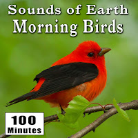 Nature Sounds - Early Morning Wild Birds Chirping And Activity (Songbirds) [Singing Bird Ambience Sound Effects] загрузить