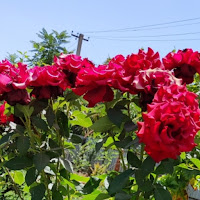 Oceana - Adad Nurah загрузить