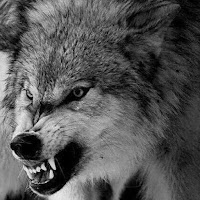 Paseid0N - Gurgtrap загрузить