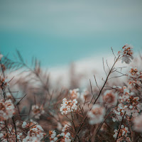 Penguin Piano - Flower Day - Hwang Jin Ji (Piano Version) загрузить