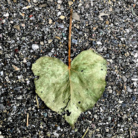 Roger Ricks - Freakin' загрузить