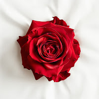 Shaman - Любимая Женщина загрузить