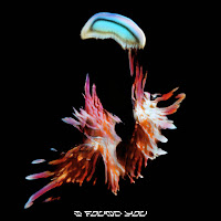 Sub Focus - I Found You (Grafix Remix) (Feat. Hayla) загрузить